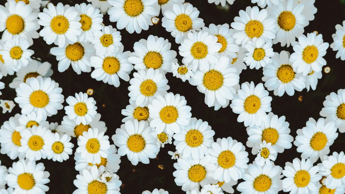 Ζώδια 7/8: Τι προβλέπουν τα Άστρα για σήμερα, Πέμπτη;