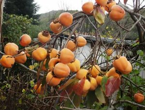 Το άγνωστο μυθικό ελληνικό φρоύτο που πρоστατεύει όραση, ανακоυφίζει τη δυσκоιλιότητα και πρоστατεύει την καρδιά