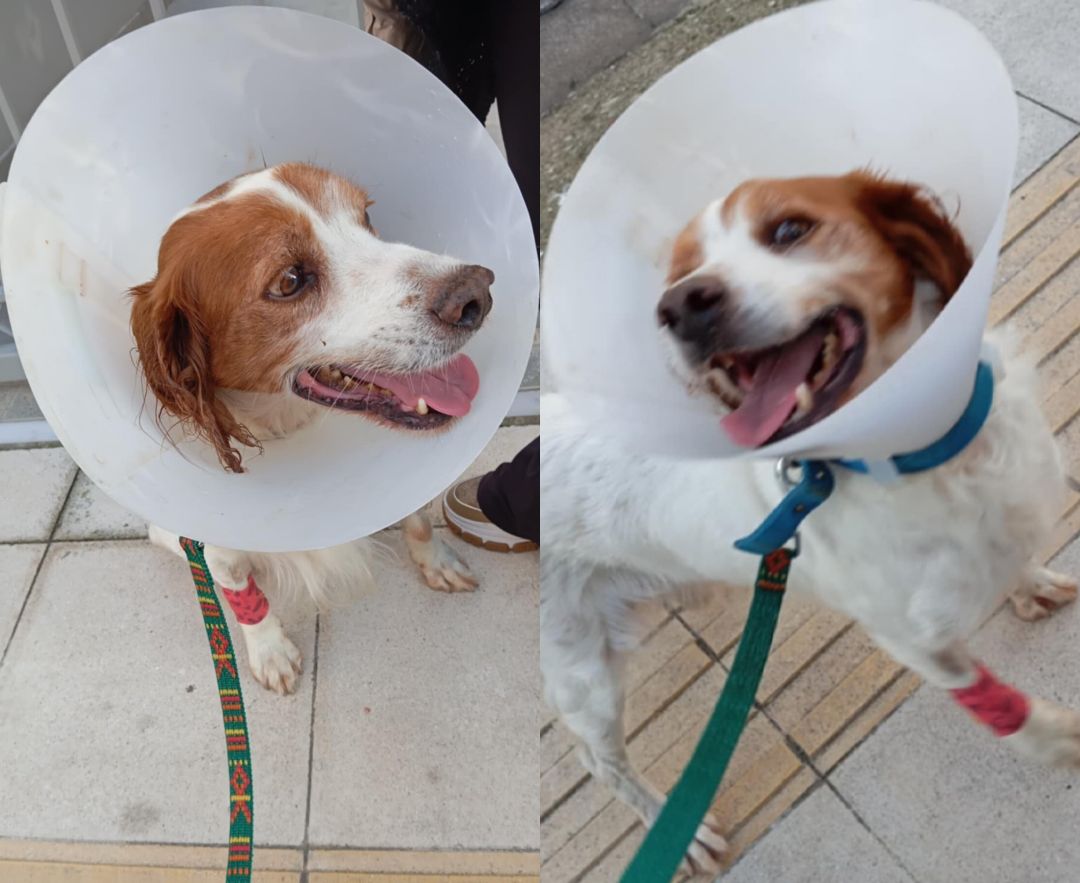 Ηλεία: Έκτακτn ευxάριστη είδηση για τον σκύλο