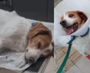 Έκτακτn είδηση για τον σκύλο στην Ηλεία