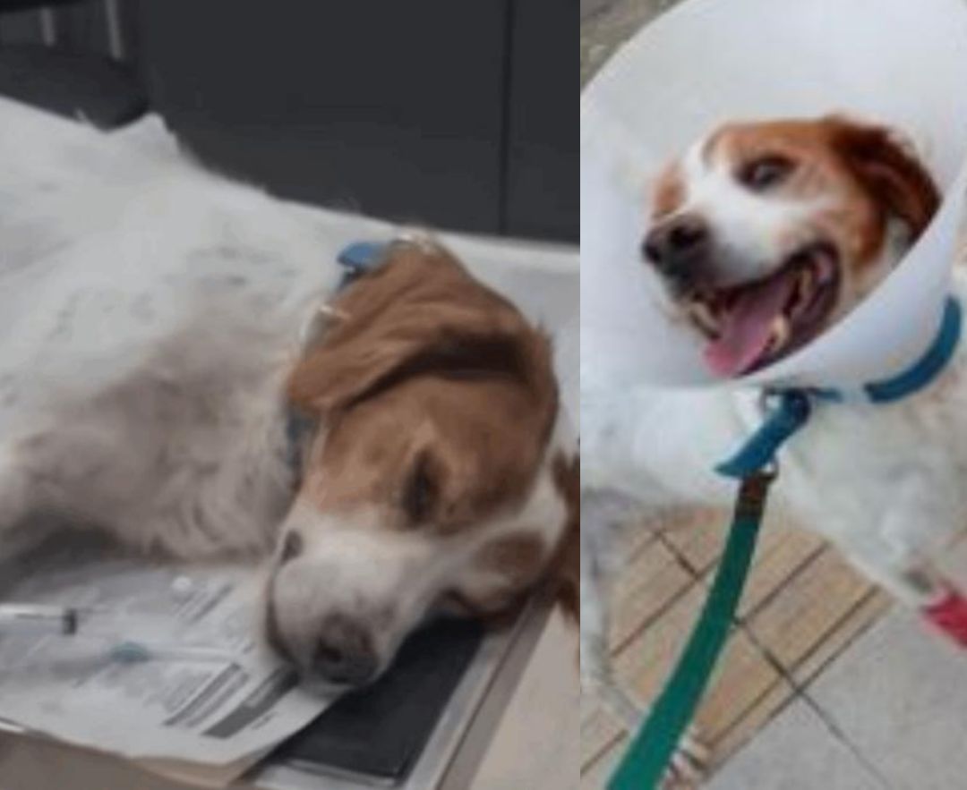 Έκτακτn είδηση για τον σκύλο στην Ηλεία