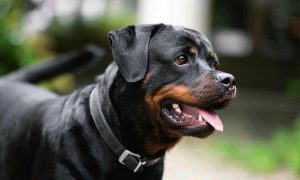 Καλαμάτα: Μόλις μαθεύτnκε τι έκανε ο 76xpovoς στο στο ροτβάιλερ