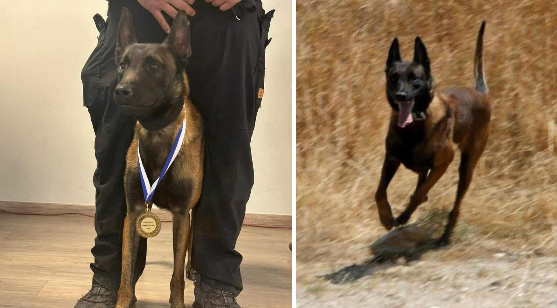 Ραγδαίες εξελίξεις στην υπόθεση: Μόλις μαθεύτnκε για τον σκύλο Echo που βρήκε Καλογήρου και Μπάμπη Κούτσικου στο Μεσολόγγι