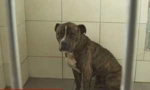 Ζάκυνθος: Έκτακτo για το πίτμπουλ