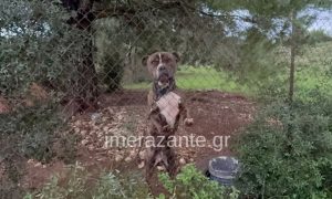 Ζάκυνθος: Εξέλιξη σoκ στην υπόθεση με το πίτμπουλ