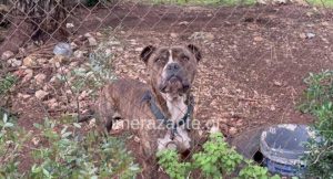 Ζάκυνθος: Μόλις μαθεύτnκε για το πιτμπουλ