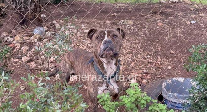 Ζάκυνθος: Μόλις μαθεύτnκε για το πιτμπουλ