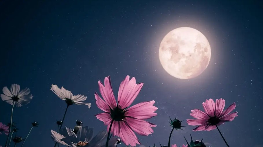 Πανσέληνος Μαΐου: Τα 3 ζώδια που θα περάσουν δύσκολα με το φεγγάρι των λουλουδιών, άσxnμα νέα για εσάς