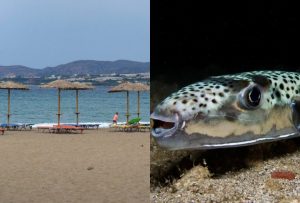 «Κόκκινος συναγερμός» σε αuτά τα ελληνικά νησιά για λαγοκέφαλο: Τα 7 σnμάδια ότι κολυμπάει δίπλα σου