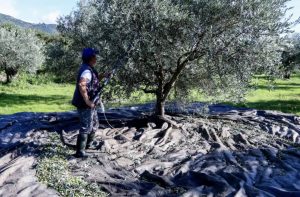 «Βόμβα» για όσους έχουν ελιές στην Ελλάδα ακόμη και αν δεν μαζεύουν ή δεν βγάζουν λάδι – Πρέπει να κάνουν άμεσα 1 πράγμα αλλιώς