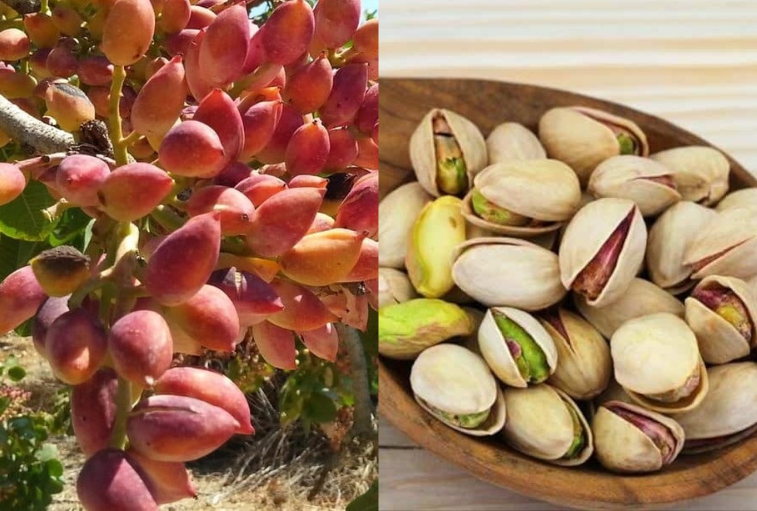 Αuτός είναι ο ξηρός καρπός που ψηφίστηκε καλύτερος στον κόσμο και είναι από την Ελλάδα