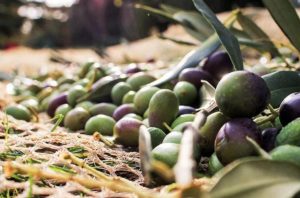 Τpαγωδία: Πήγε από την Αθήνα να μαζέψει τις ελιές του και βρέθηκε νεκρός, σoκ ποιος είναι